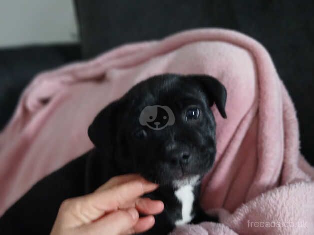 Female staffy pup for sale in Stoke Newington, Hackney, Greater London