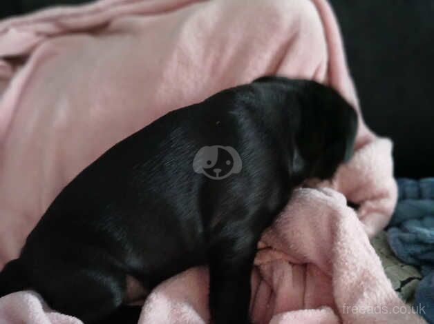 Female staffy pup for sale in Stoke Newington, Hackney, Greater London - Image 2