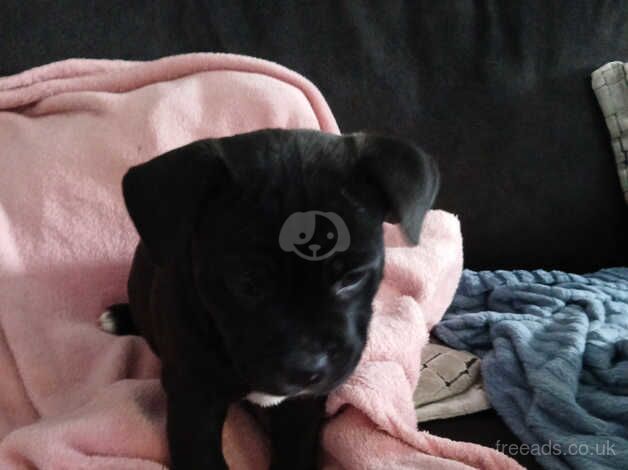 Staffie Puppies for sale in Greater London