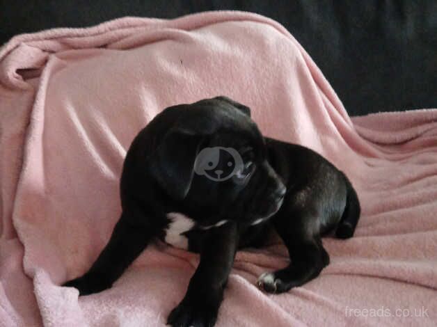 Staffie Puppies for sale