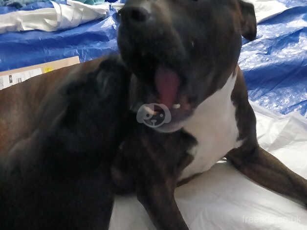 Female staffy pup for sale in Stoke Newington, Hackney, Greater London - Image 5