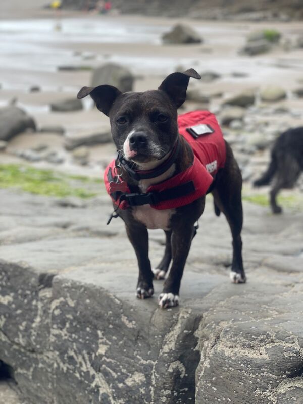 Female staffy wanted for sale in Gillingham, Dorset