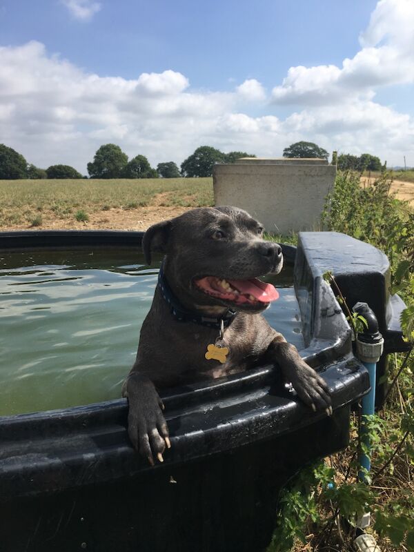 Female staffy wanted for sale in Gillingham, Dorset - Image 3