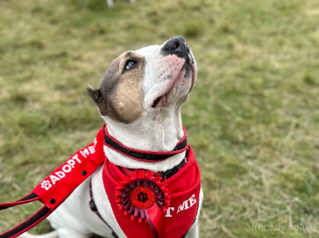 Female Staffy x 2/3 years old approx spayed for sale in Bournemouth, Dorset