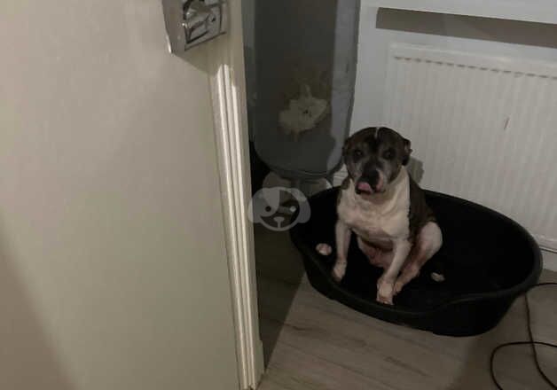 five year-old dog for sale in Hornsey, Haringey, Greater London