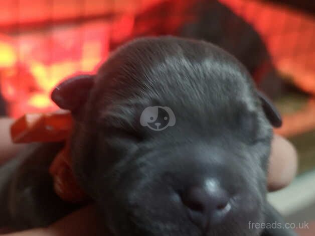 For sale kc reg blue Staffordshire bull terriers for sale in Monmouth, Monmouthshire