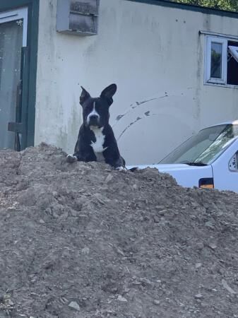 French Bulldog X Staffordshire Bull Terrier for sale in South Molton, Devon - Image 4
