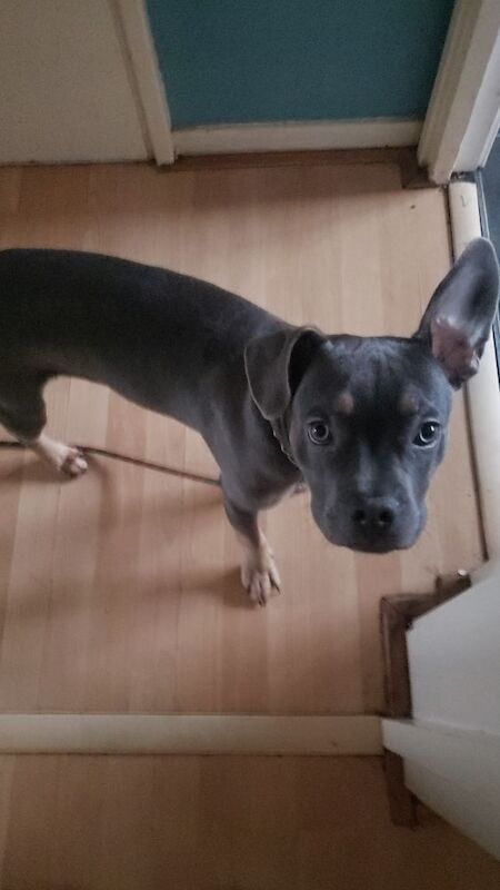 Frenchie x staff puppy for sale in Eastbourne, East Sussex - Image 3