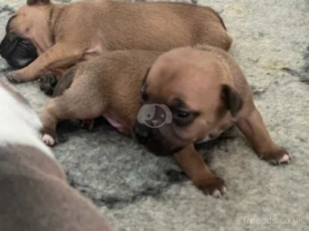 Full KC DNA health tested clear Red and Blue Staff Puppies for sale in Milton Keynes, Buckinghamshire