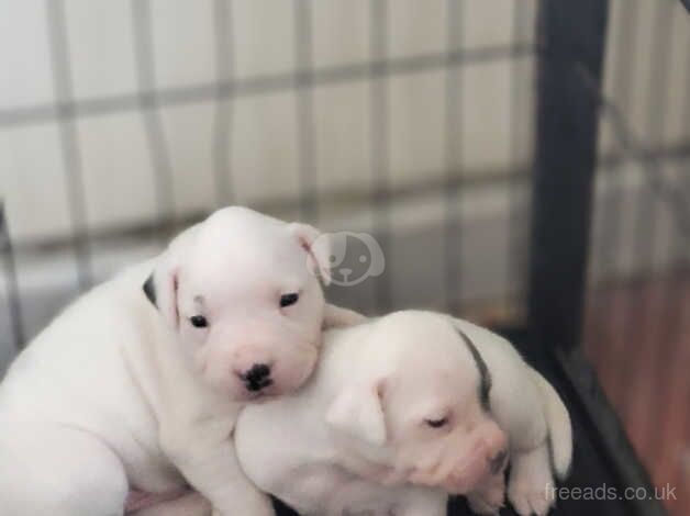 Full Staffordshire Bull Terrier Pups for sale in Ballynahinch, Down