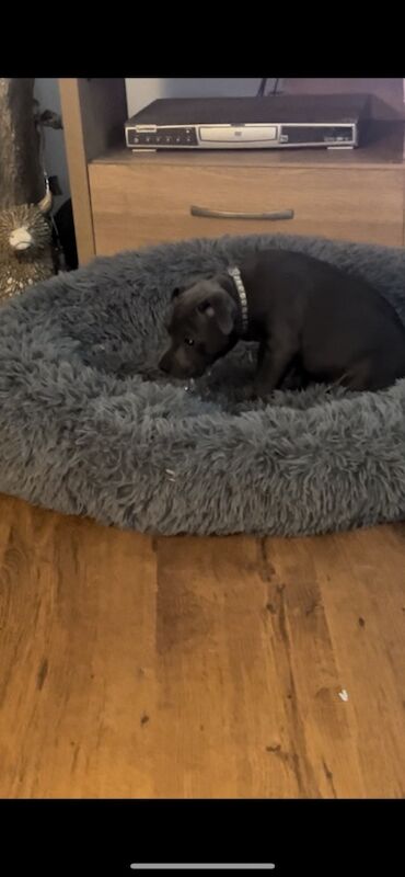 Fully DNA health tested blue puppy ready now 12 weeks for sale in Milton Keynes, Buckinghamshire - Image 2