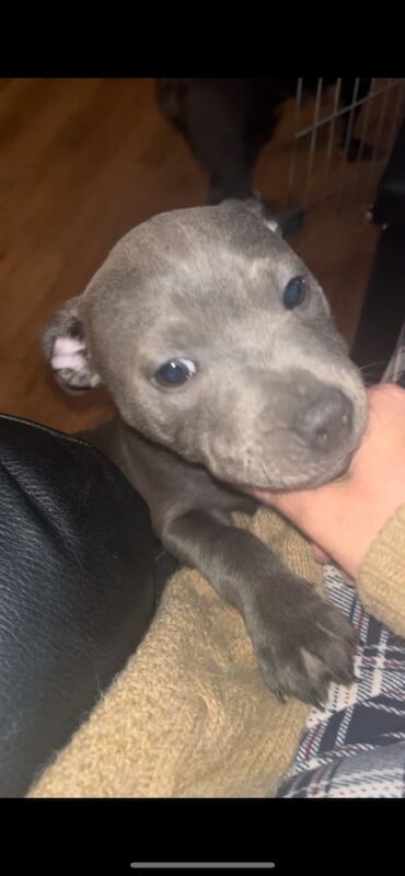 Staffie Puppies for sale in Buckinghamshire