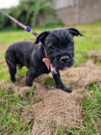 Fully vaccinated Staffypoo Puppies for sale in Melbourne, Derbyshire