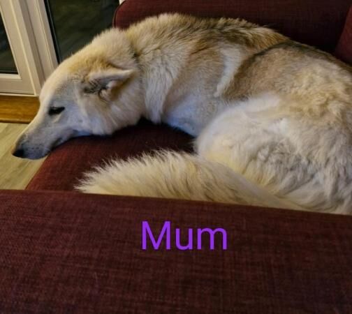 German Shepherd X Shepsky puppies for sale in Tamworth, Staffordshire - Image 2