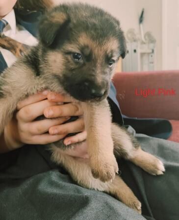 German Shepherd X Shepsky puppies for sale in Tamworth, Staffordshire - Image 3