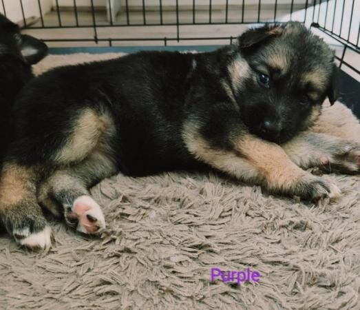 German Shepherd X Shepsky puppies for sale in Tamworth, Staffordshire - Image 4