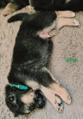 German Shepherd X Shepsky puppies for sale in Tamworth, Staffordshire - Image 5