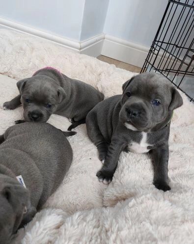 Gorgeous Blue KC Staffies for sale in Manchester, Greater Manchester - Image 1