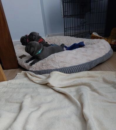 Gorgeous Blue KC Staffies for sale in Manchester, Greater Manchester - Image 2
