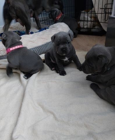 Gorgeous Blue KC Staffies for sale in Manchester, Greater Manchester - Image 3