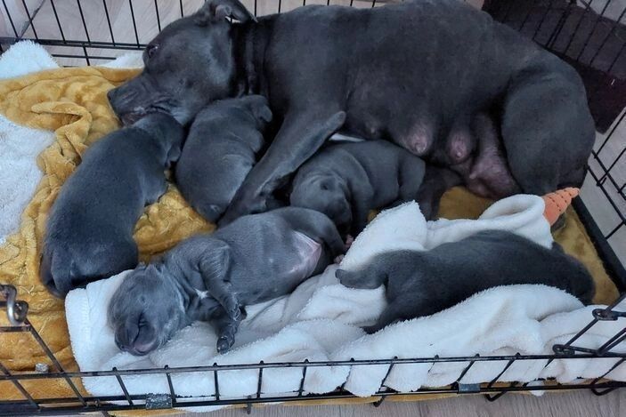 Gorgeous Blue KC Staffies for sale in Manchester, Greater Manchester - Image 4