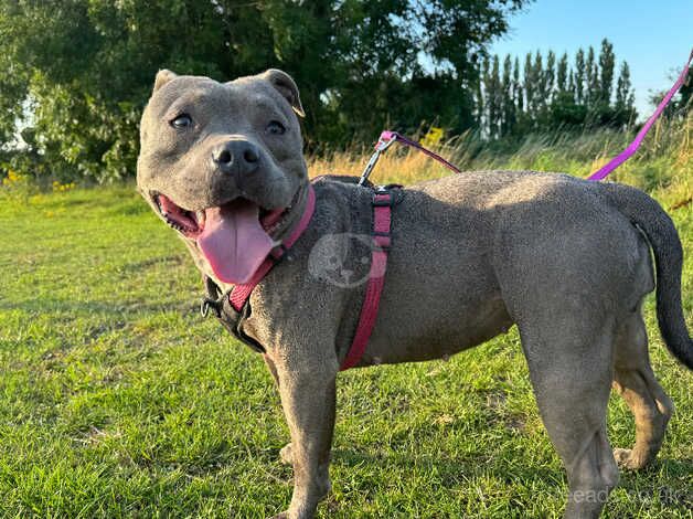 Gorgeous blue staffy female for sale in Wisbech, Cambridgeshire