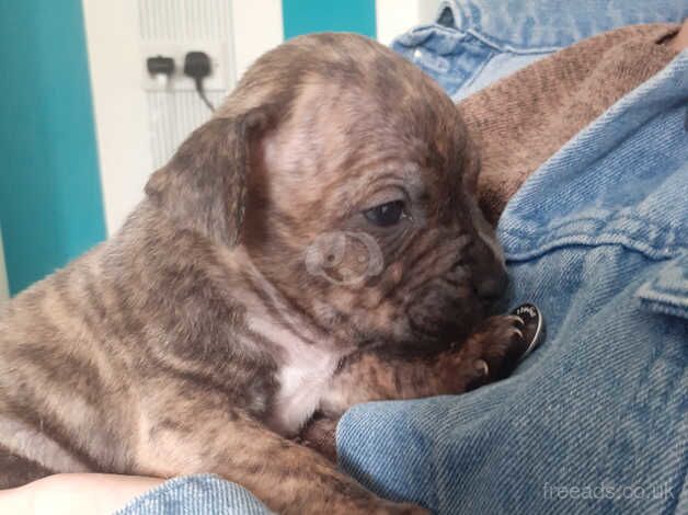 Gorgeous brindle boy for sale in Stoke-on-Trent, Staffordshire