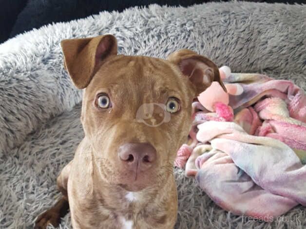 Gorgeous Red Staffy X for sale in Glasgow, East Renfrewshire - Image 3