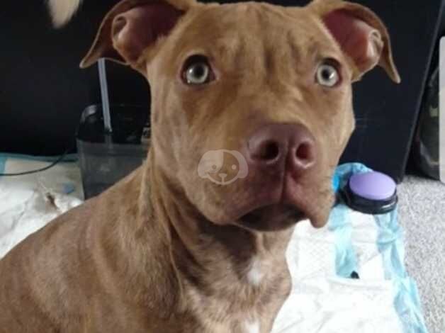 Gorgeous Red Staffy X for sale in Glasgow, East Renfrewshire - Image 5