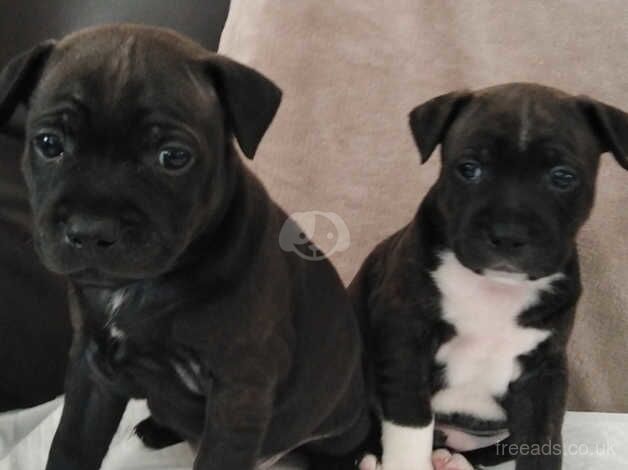 Gorgeous Staffies puppies for sale in Caerphilly