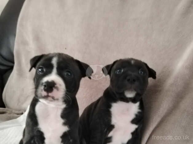 Gorgeous Staffies puppies for sale in Caerphilly - Image 2