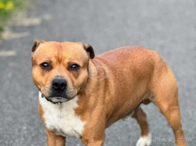 Gorgeous Staffies puppies for sale in Caerphilly - Image 3