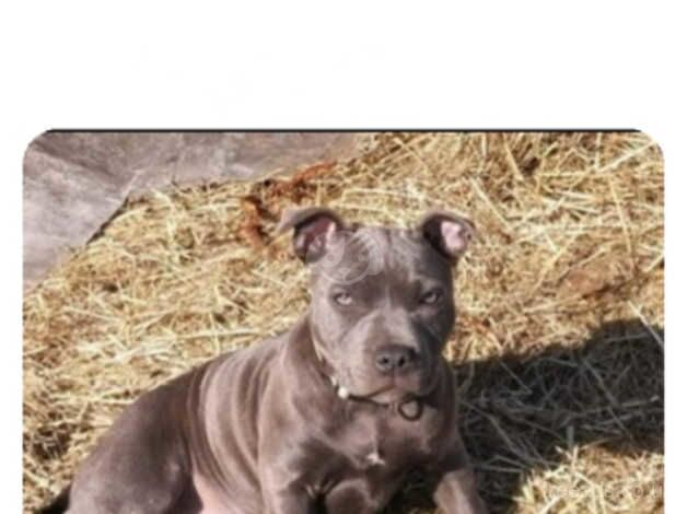 Gorgeous Staffies puppies for sale in Caerphilly - Image 4