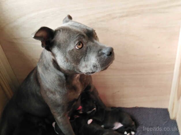 Gorgeous Staffies puppies for sale in Caerphilly - Image 5