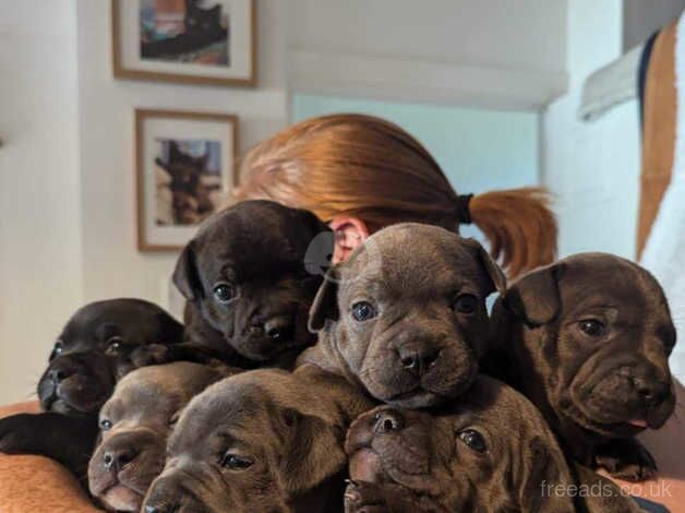 Gorgeous Staffordshire bull terrier cross pups looking for their forever homes! for sale in Mountain Ash/Aberpennar, Rhondda Cynon Taf