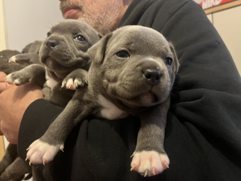 Gorgeous Staffordshire Bull Terrier Puppies for sale in Birmingham, West Midlands