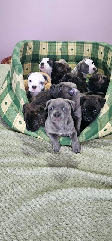 Gorgeous Staffordshire bull terrier puppies for sale in Doncaster, South Yorkshire