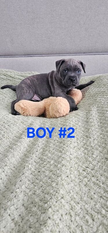 Gorgeous Staffordshire bull terrier puppies for sale in Doncaster, South Yorkshire - Image 3