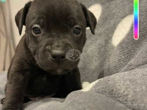 Gorgeous Staffordshire bull terrier pups for sale in Swansea - Image 1