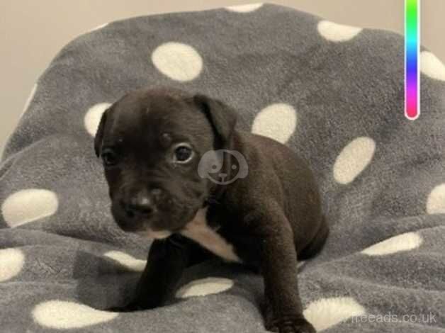 Gorgeous Staffordshire bull terrier pups for sale in Swansea - Image 2