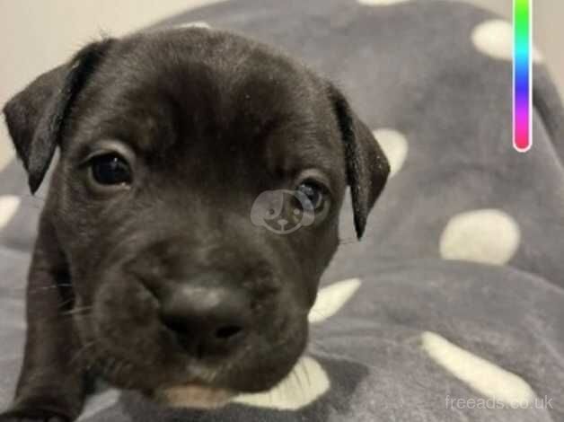 Gorgeous Staffordshire bull terrier pups for sale in Swansea - Image 3