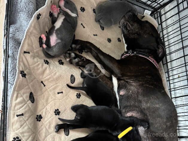 Gorgeous Staffordshire bull terrier pups for sale in Swansea - Image 4