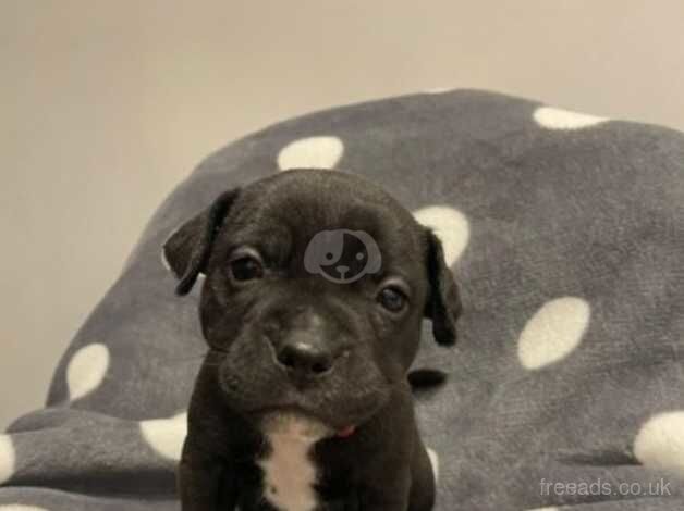 Gorgeous Staffordshire bull terrier pups for sale in Swansea - Image 5