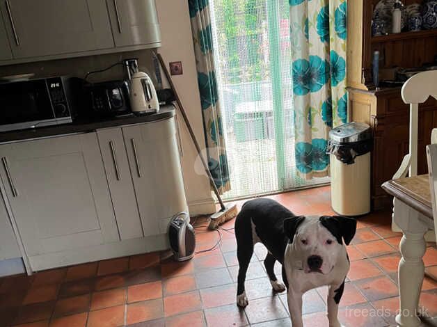 Gorgeous Staffy Beau 13 months old for sale in Peterborough, Cambridgeshire