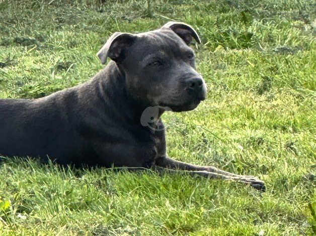 gorgeous staffy bitch for sale in Ellesmere, Shropshire