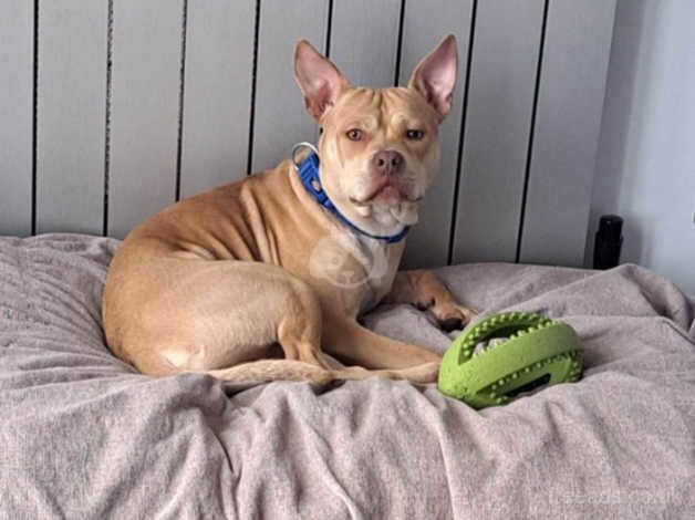 Gorgeous young staffie cross available for adoption for sale in Redbridge, Redbridge, Greater London