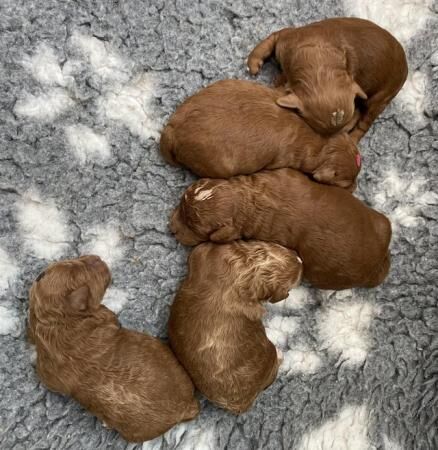 Gorgeous,Deep Red,Health tested Cavapoo pups for sale in Burntwood, Staffordshire - Image 1