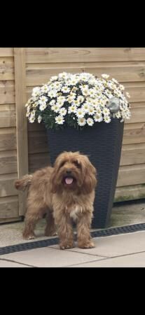 Gorgeous,Deep Red,Health tested Cavapoo pups for sale in Burntwood, Staffordshire - Image 2