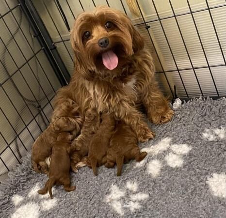 Gorgeous,Deep Red,Health tested Cavapoo pups for sale in Burntwood, Staffordshire - Image 3