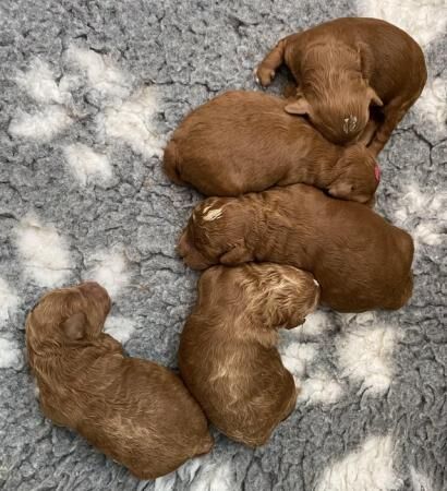 Gorgeous,Deep Red,Health tested Cavapoo pups for sale in Burntwood, Staffordshire - Image 5